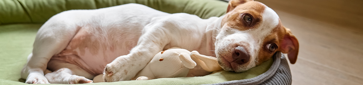 ¿Es legal dejar a un perro solo en casa?